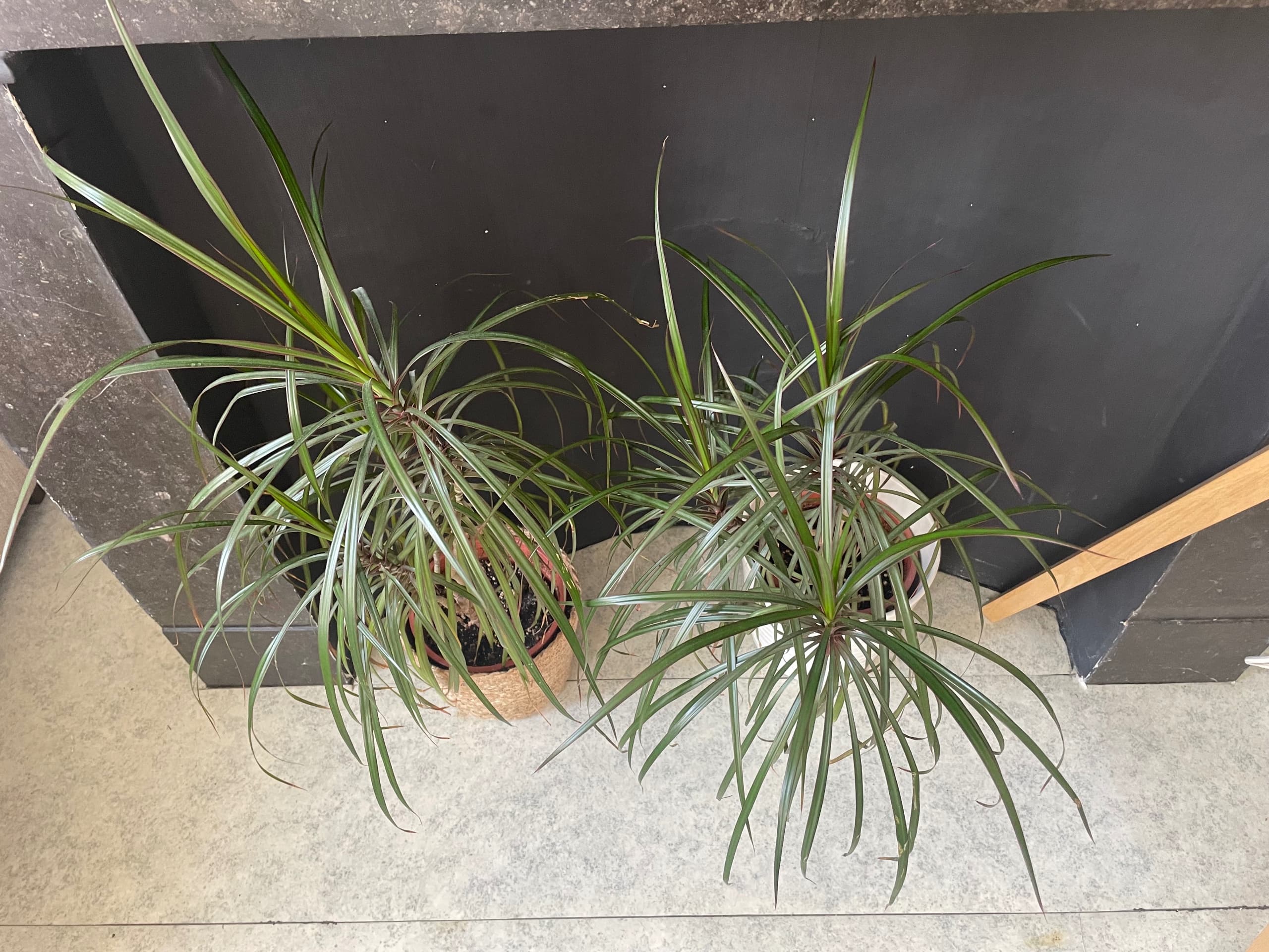 DRACAENA MARGINATA plant, drakenboom/4-stelig, 27 cm